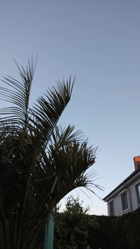 Watering the Palmtree