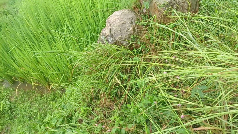 Sano lado: Sali Vena, vloge de la jungle népalaise, vidéo de sexe