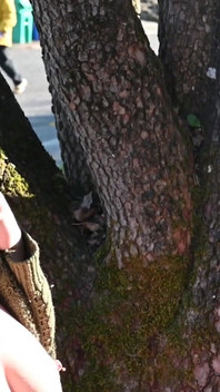 Memeli çay ve meme yalama! Tam sahne eğlencesi öncesi açık havada ekstra