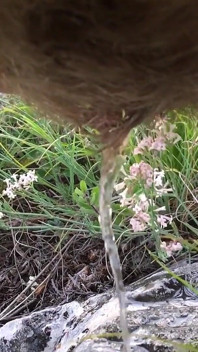 Hairy Pee Outdoor