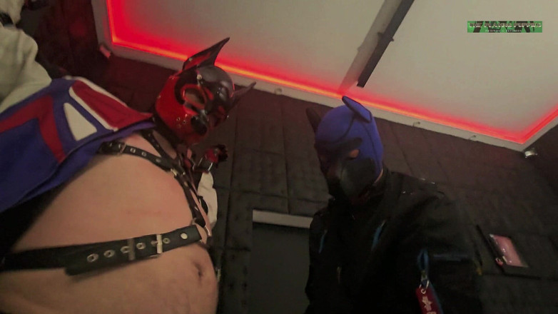 The Playing Puppies: Joacă Plăceri pe Cruce, partea 2