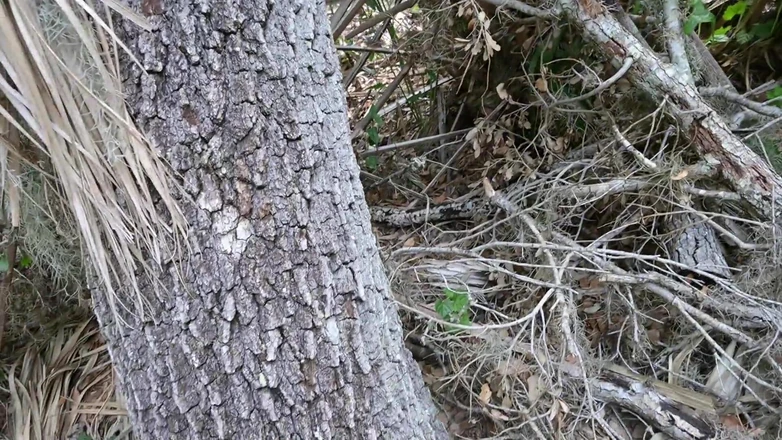 Miss Ellie Roleplay: Vídeo completo do dia público