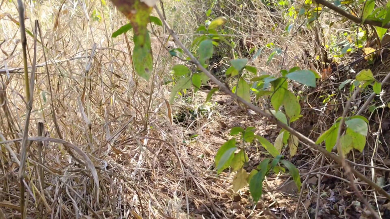 Sexy biwi: Ho Scopato La Mia Vecchia Ragazza Nella Foresta