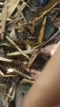 Lavoro nella foresta Consente di salvare altri suggerimenti