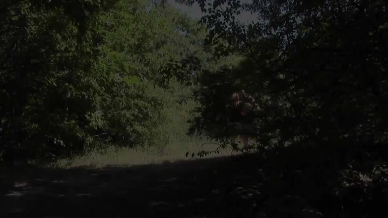 Porno Cloud: Milfs in het bos.