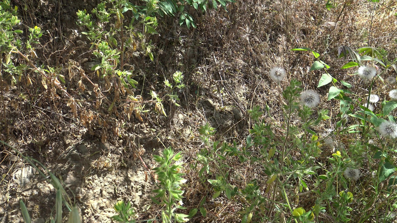 Stepmom Susan: Извращенец пасынок умолял меня кончить на мою волосатую киску после дня на пляже