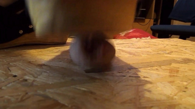 Paultramp: Calca Pe Penis