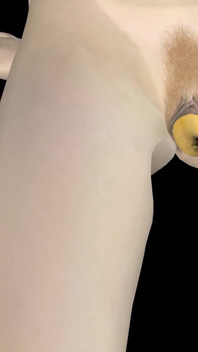 Animated 3D Porn - Very Beautiful Girl Masturbating with Banana Till Orgasm