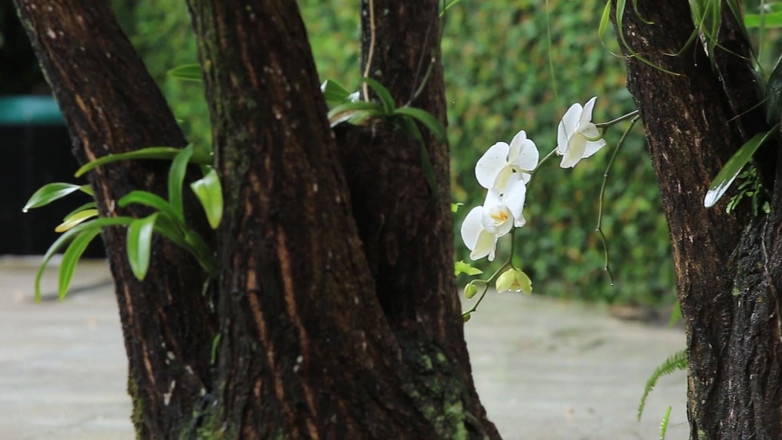 Sex Arte: Rainy Afternoon