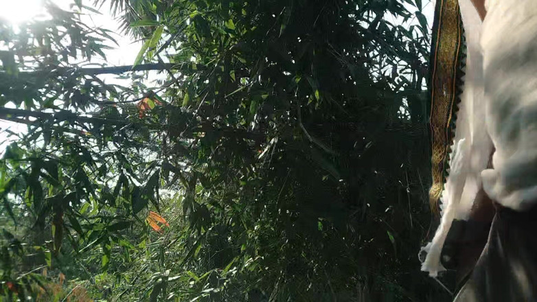 Blackberry World: Bhaartiy Jangal Transjendar Sheks Akela