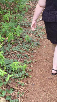 Walk in the Woods Who I Meet Today