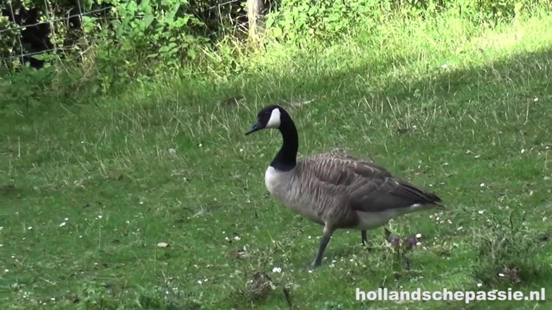 Hollandsche Passie: Outisde picknick finisce in anale hardcore