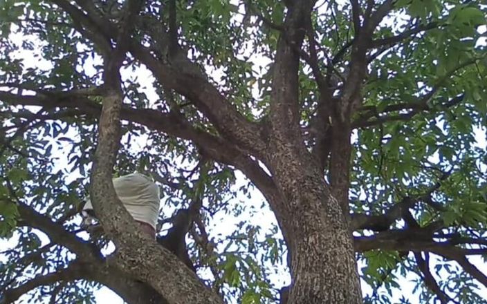 HotboyIndian: Árbol de mango y chico!