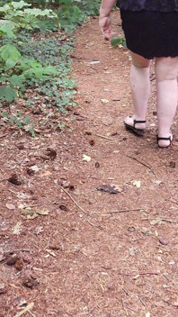 Walk in the Woods Who I Meet Today