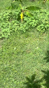 Nude in the Back Yard