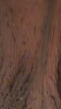 Closeup Desi Dick