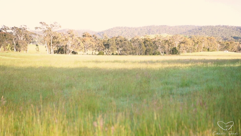 CharlieForde: Homeward Bound Part 3: Stray Featuring Charlie Forde, Finley Kay, Caleb...