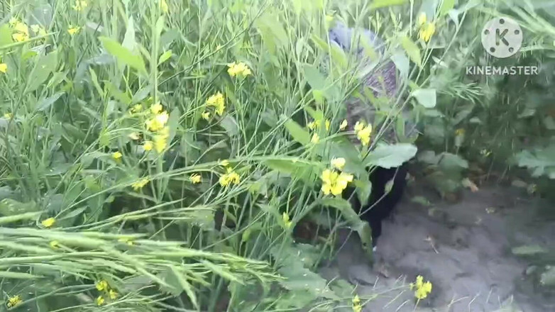 Savita5343: Part - 2. Outdoor Dewar Bhabhi Sex in Doggy Style