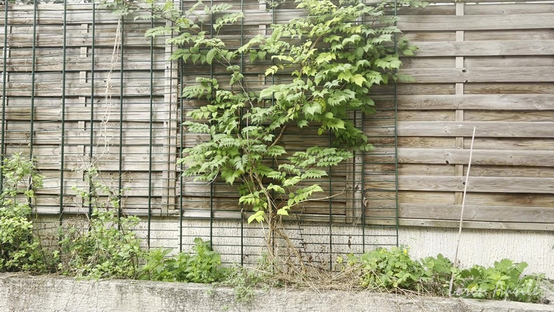 Loren Aprile: देखने के माध्यम से कपड़े और गुदाई हस्तमैथुन के साथ आउटडोर वॉक