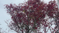 sweethanajapanese: Як дивовижно вона писяє