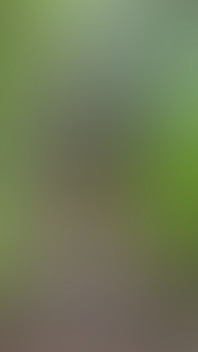 Anal in the Woods 4!