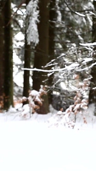 Storia di inverno
