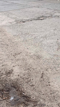 Schwein 6 demütigt sich im wald und isst Schmutz