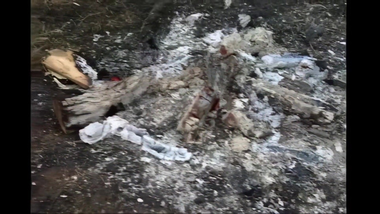 Bizzarre World: Beyaz çalılıklarda