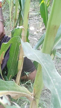 The Village Boy Went to the Cornfield and Hit Him Hard