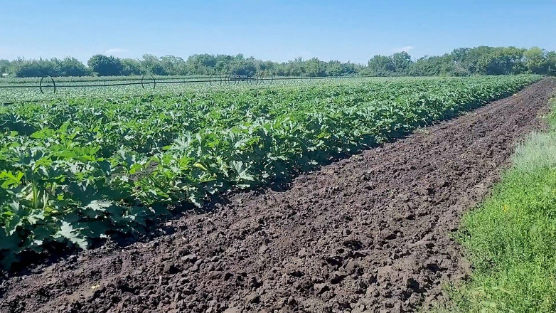 KristinaSlut: Een slanke brunette zag een veld waarin grote courgette groeide,...