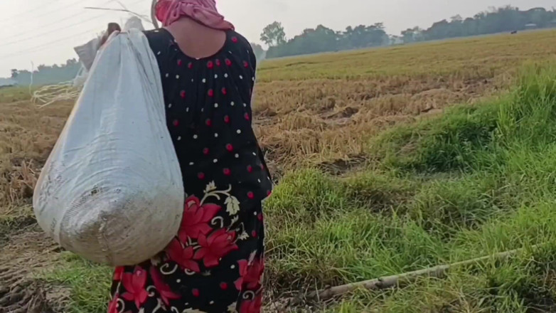 my house: Pee of the Village in Outdoor Field of Paddy Cutting...
