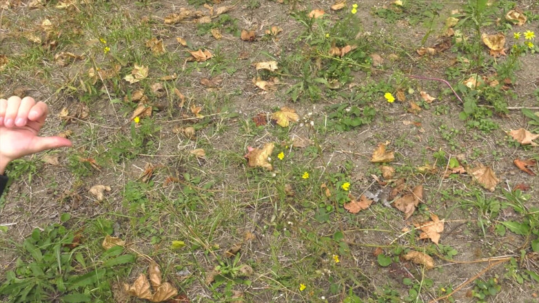 HPG Production: Francuska brunetka anal-yzed 5808