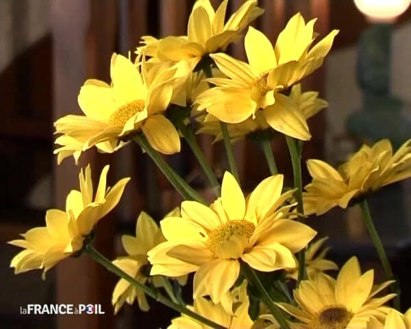 French Family Secrets: Si jalang bergambar coklat disumbat seperti si jalang yang cantik
