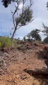 Il mio amico mi lascia provare il suo latte in mezzo a una foresta