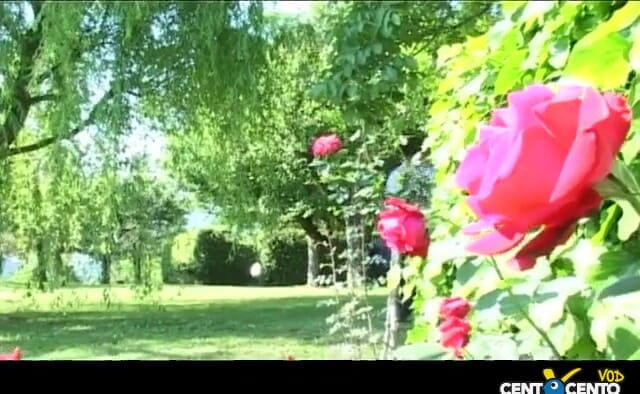 Topaweb: Po lanu mi dej zvráceného ptáka (italský film)