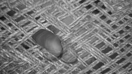 ホットなインド人ゲイ射精コンピレーションビデオ。