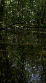 Promenade dans la forêt de Mesmeriza