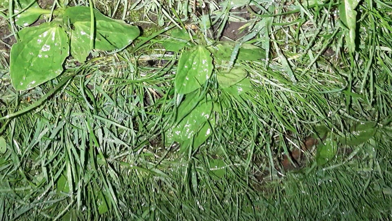 Lesbian-candys: Po procházce dvě cizí vesnické dívky žhavě ošukané sprostými řečmi ve stodole -...
