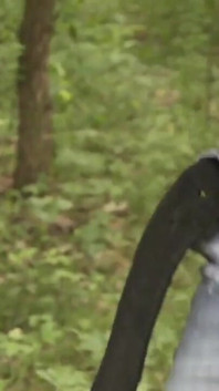 Kongkek mentah di dalam hutan