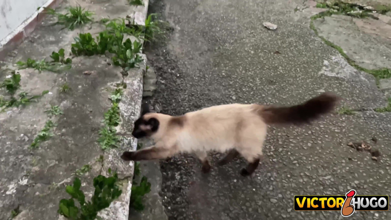 VictorHugo: Saya bertemu dengan orang asing di jalan di sini di...