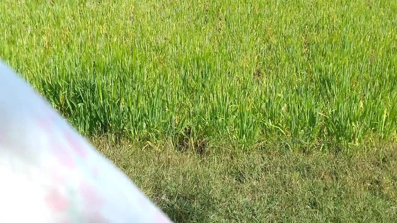AKXpro: Didi's Friend Sucked His Cock in the Fields, Girlfriend's Mouth...