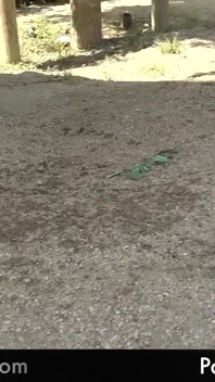 Asiatică sexy se dezbracă și ejaculează în public!