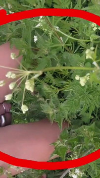 Nettle