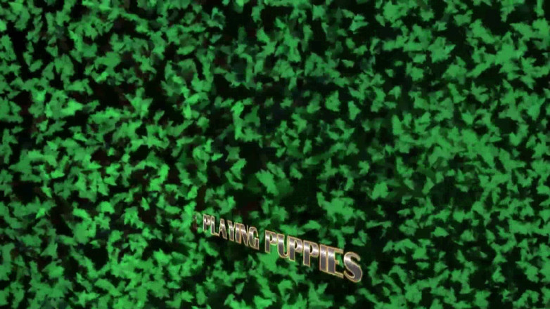 The Playing Puppies: Playing Puppies Wrestling, Feet Worship and Teasing in the Bedroom...