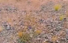 Mexican Soldier on Duty Masturbates Outdoors While His Bosses Are Away