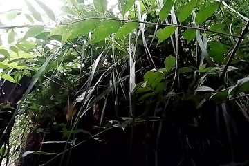 Gangbang straight: Randi únik