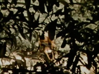 Vintage Usa: Sesso vintage selvaggio con una troia sexy
