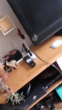 Lupič Přistižen (na Základě Rozkazu Vyhnout Se Policii)