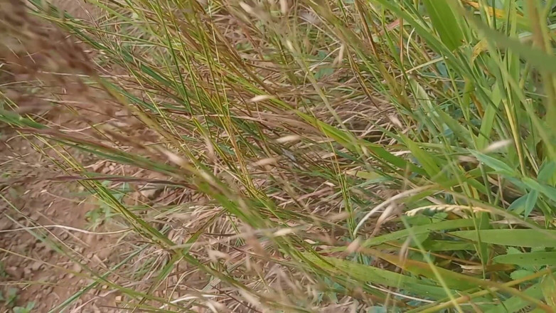 Sano lado: Nepalese aperto all'aperto soltni pecorina video di sesso anale