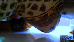 Aria Mia: Der chef fickt das unter dem bett gefangene zimmermädchen